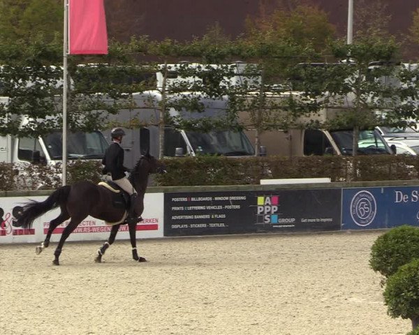 Belgisch Kampioenschap 4-5 Jarigen Paarden