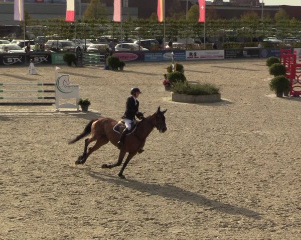 Belgisch Kampioenschap 4-5 Jarigen Paarden