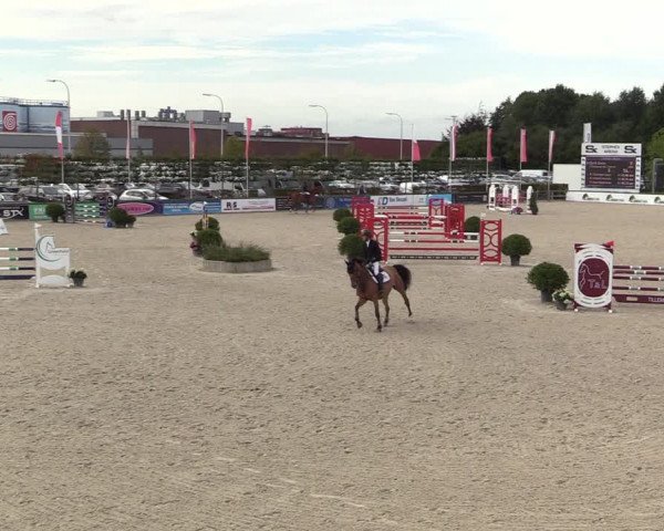 Belgisch Kampioenschap 4-5 Jarigen Paarden