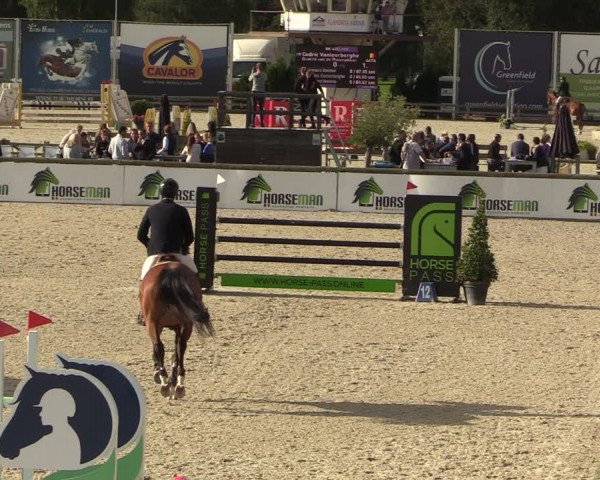 Belgisch Kampioenschap 4-5 Jarigen Paarden