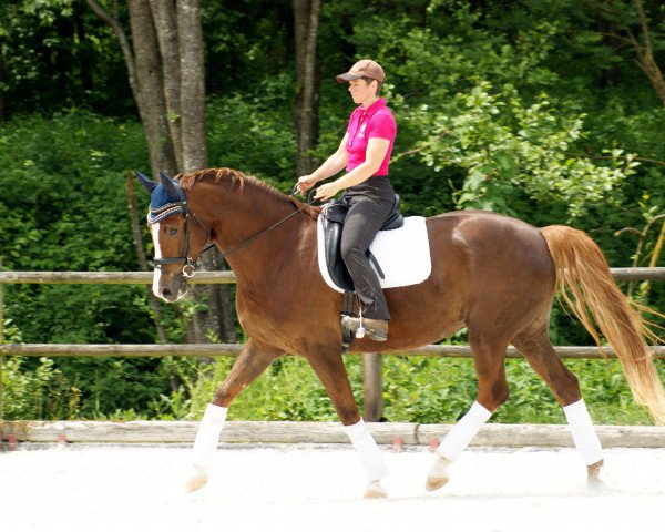 horse Scarlouise (Hanoverian, 2009, from Scolari)