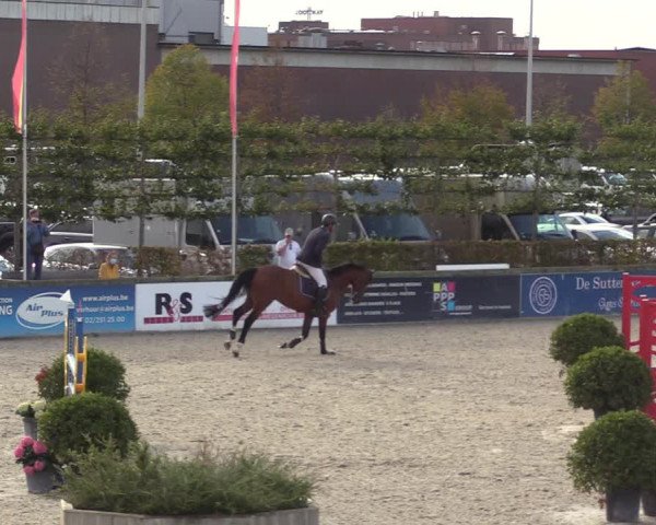 Belgisch Kampioenschap 4-5 Jarigen Paarden