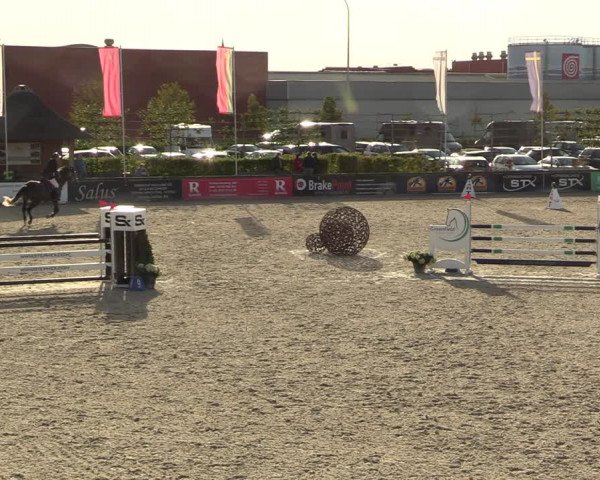 Belgisch Kampioenschap 4-5 Jarigen Paarden