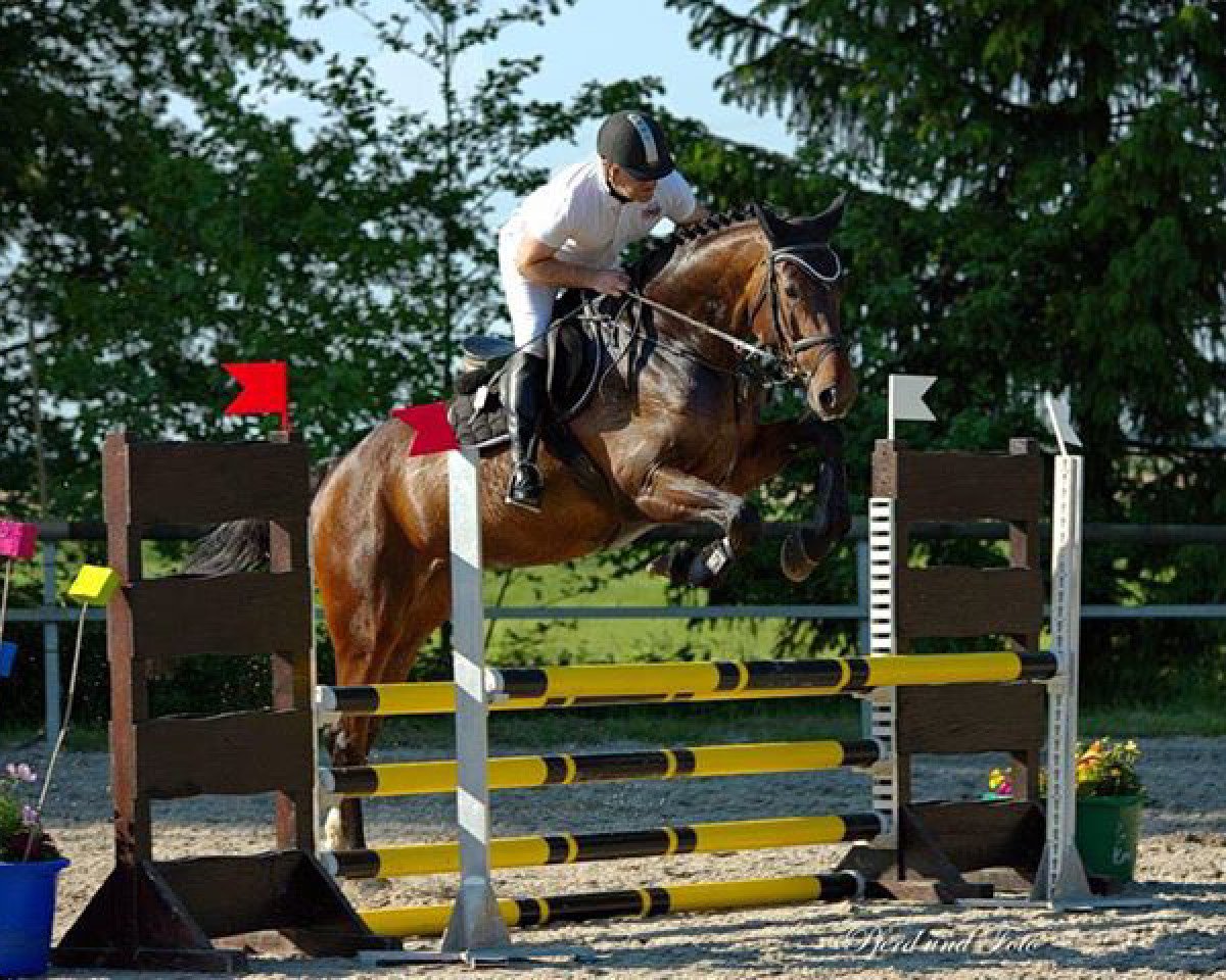 Springpferd Dialexa B (Oldenburger, 2011, von Diarado)