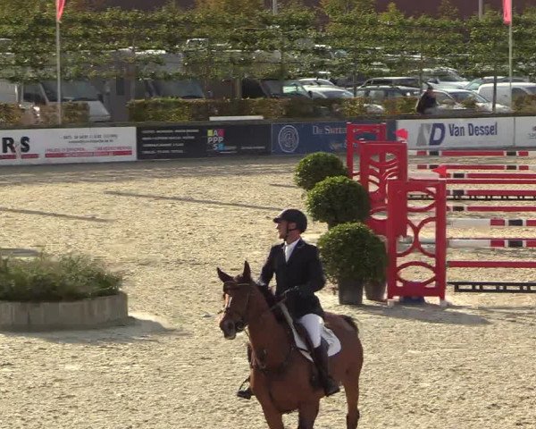 Belgisch Kampioenschap 4-5 Jarigen Paarden