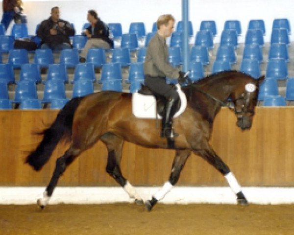 broodmare Carmencita (Oldenburg, 1998, from Carthago)