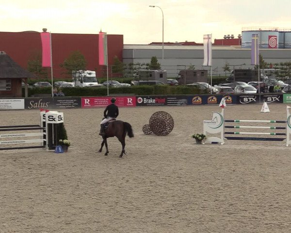 Belgisch Kampioenschap 4-5 Jarigen Paarden