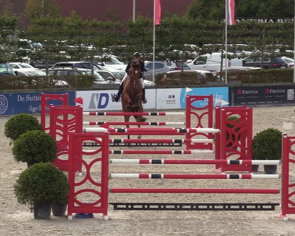 Belgisch Kampioenschap 4-5 Jarigen Paarden
