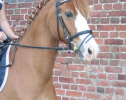 dressage horse Crash Landing (German Riding Pony, 2007, from Charm of Nibelungen)