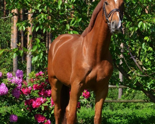 Pferd Rosenstolz (Deutsches Sportpferd, 2009, von Renier)