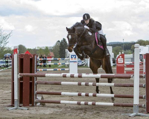 Springpferd Campanella (Deutsches Sportpferd, 2007, von Con Sherry) Springpferd Campanella (Deutsches Sportpferd, 2007, von Con Sherry)