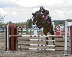 jumper Campanella (German Sport Horse, 2007, from Con Sherry)