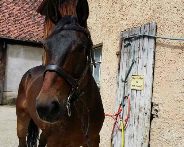 horse Wallach von Romancier (Oldenburg, 2010, from Romancier)