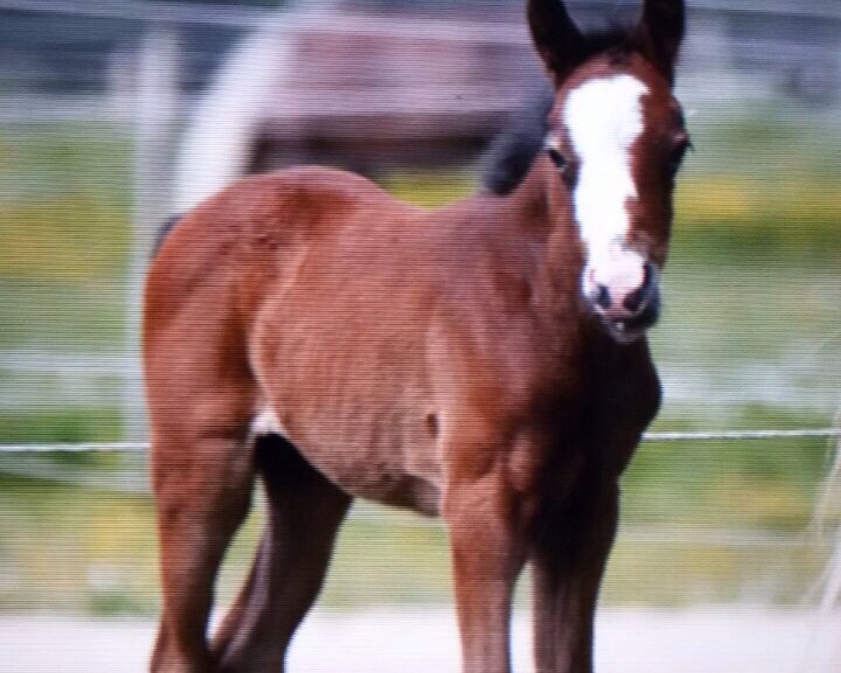 horse Stute von FS Don't Worry / Nortenjo (German Riding Pony, 2015, from FS Don't Worry)