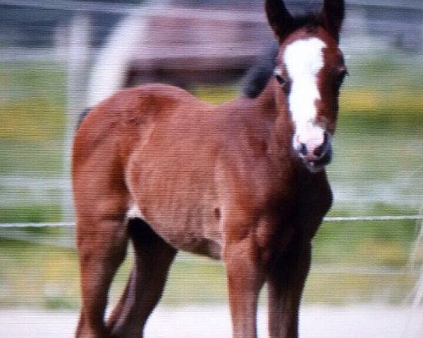 horse Stute von FS Don't Worry / Nortenjo (German Riding Pony, 2015, from FS Don't Worry)