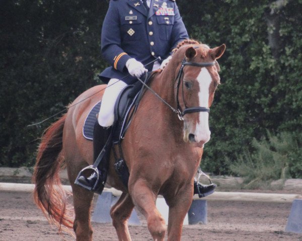 horse Giorgio G (Hanoverian, 1988, from Grundstein II)