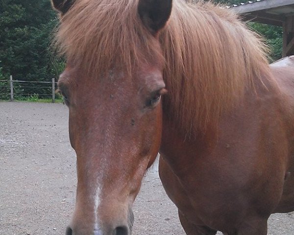 broodmare Ida fra Stadartungu (Iceland Horse, 1988, from Fengur fra Reykjavik)
