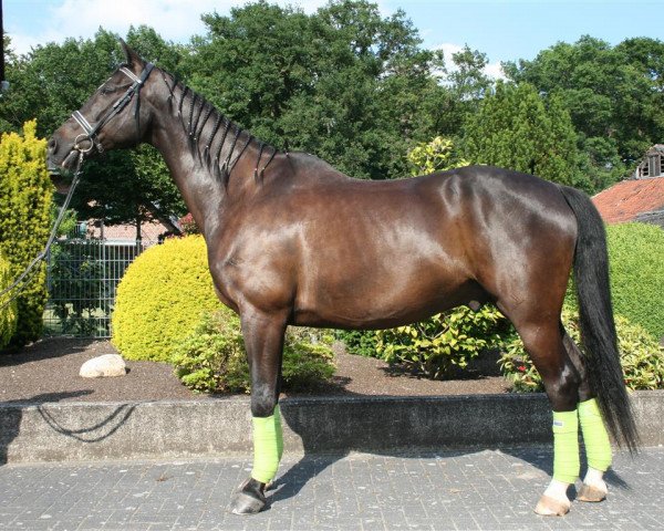 Pferd Rolex (Rheinländer, 1998, von Rheinblick) Pferd Rolex (Rheinländer, 1998, von Rheinblick)