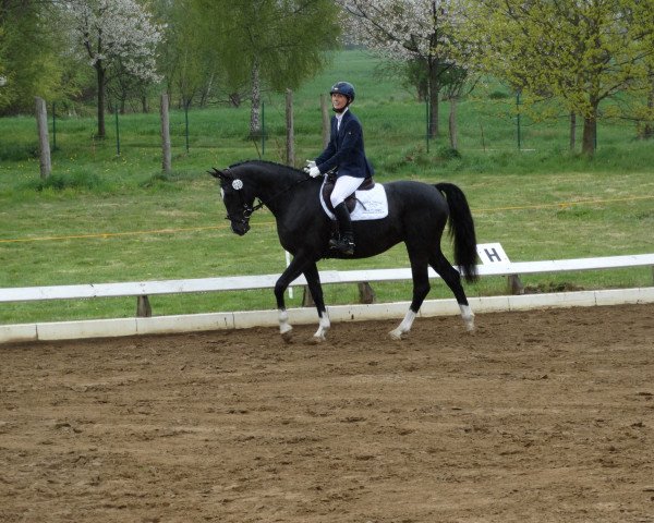 Pferd Belle de Jour 56 (Mecklenburger, 2010, von Jumex Sport Be Bravo)