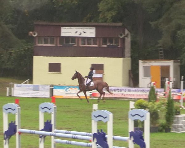 Reitturnier Pasewalk 2020
