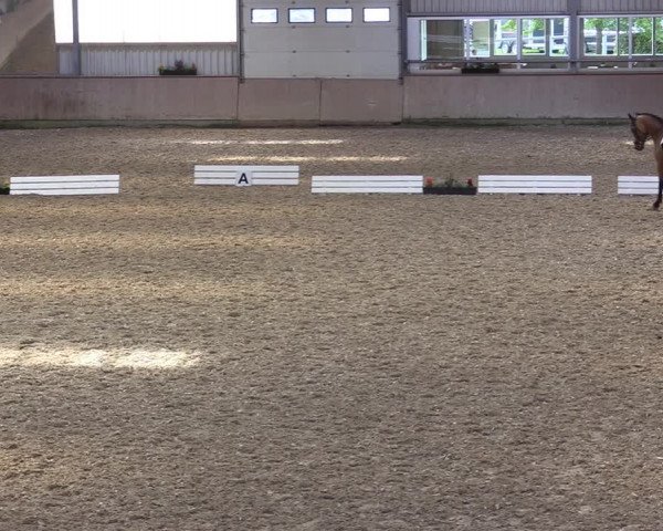 Reitturnier Ahaus 2020