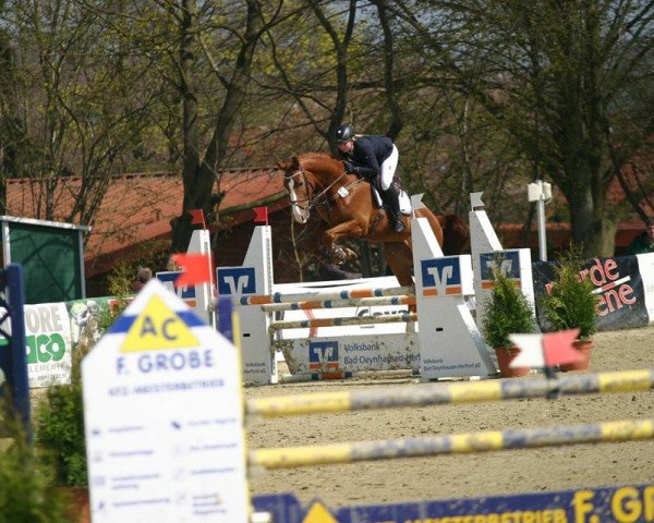 jumper Avalon Gold (Westphalian, 2011, from A Lee Spring Power)