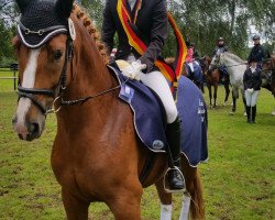 dressage horse Bella Diva RH (Westphalian, 2009, from Beltoni)