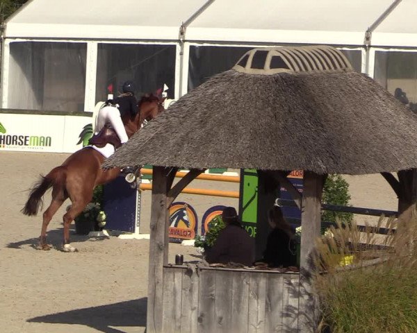 Belgisch Kampioenschap 4-5 Jarigen Paarden