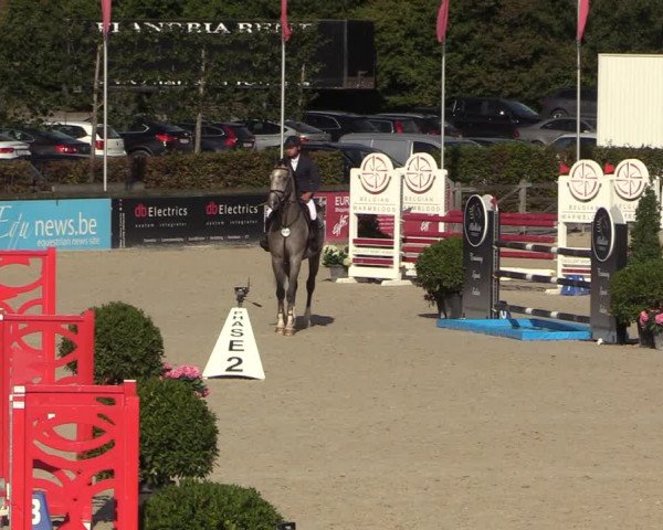 Belgisch Kampioenschap 4-5 Jarigen Paarden