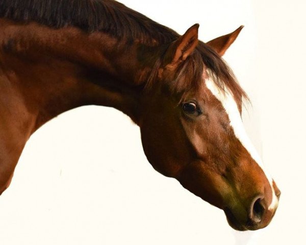 dressage horse Debussy 20 (Oldenburg, 2010, from Don Diamond)