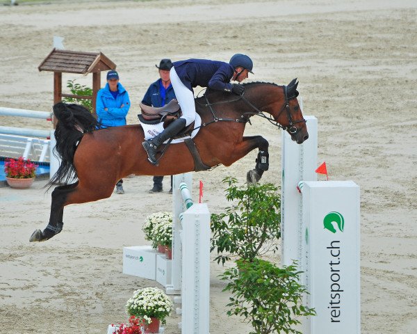 Zuchtstute Con Charisma vom Schlösslihof (Schweizer Warmblut, 2006, von Con Spirito R)