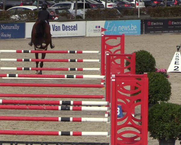 Belgisch Kampioenschap 4-5 Jarigen Paarden