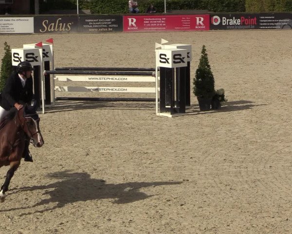 Belgisch Kampioenschap 4-5 Jarigen Paarden