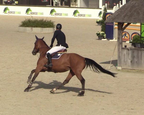 Belgisch Kampioenschap 4-5 Jarigen Paarden