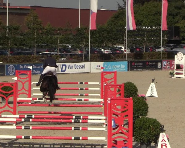Belgisch Kampioenschap 4-5 Jarigen Paarden