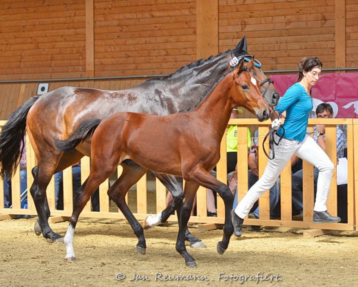Dressurpferd Lord Lysharó (Deutsches Sportpferd, 2014, von Lyjanero)