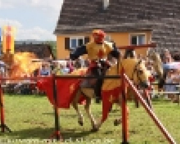 dressage horse Monty (Haflinger, 2000) dressage horse Monty (Haflinger, 2000)