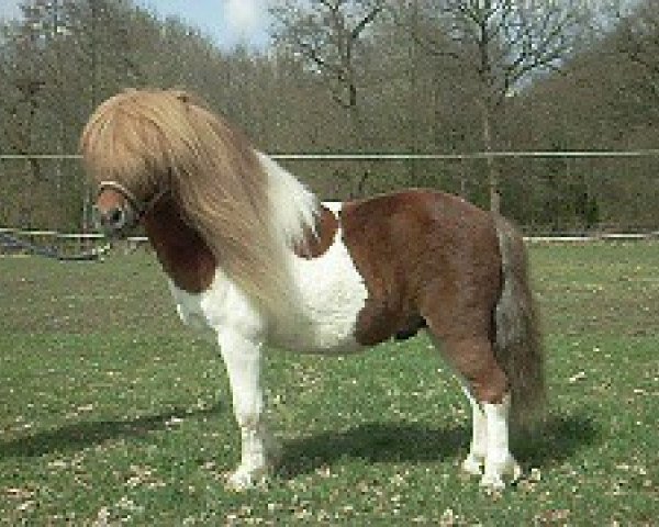 Deckhengst Friedinkas Ole (Shetland Pony, 2004, von Obelix v. Hoeve Eelwerd)