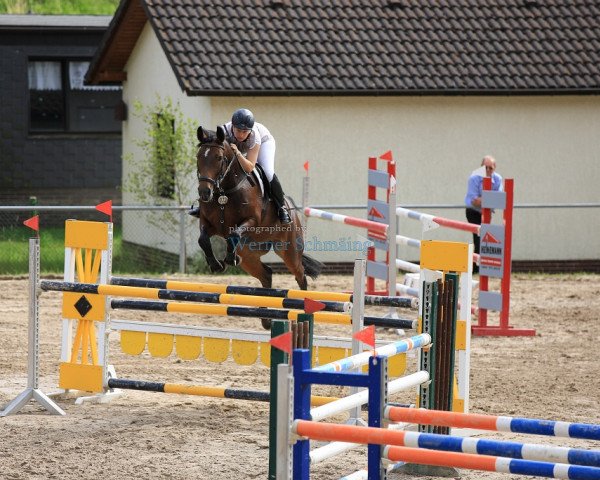 jumper Clara 78 (Westphalian, 2005, from Charisma)