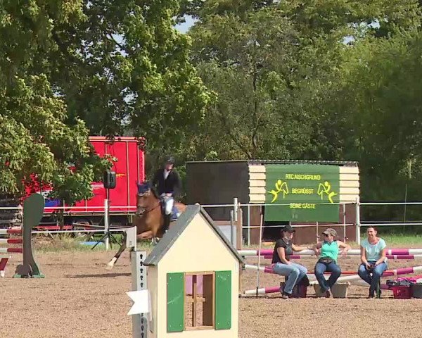 Reitturnier Demantsfürth/Mfr. 2020