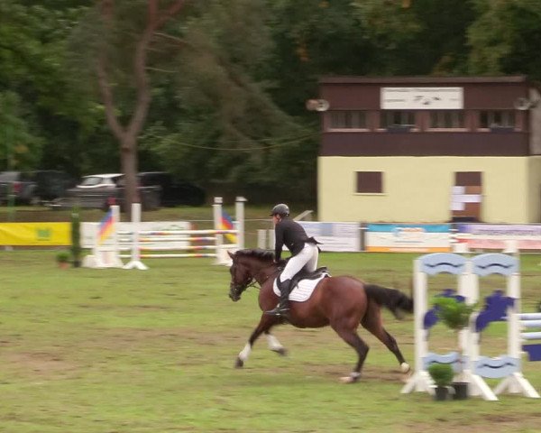 Reitturnier Pasewalk 2020