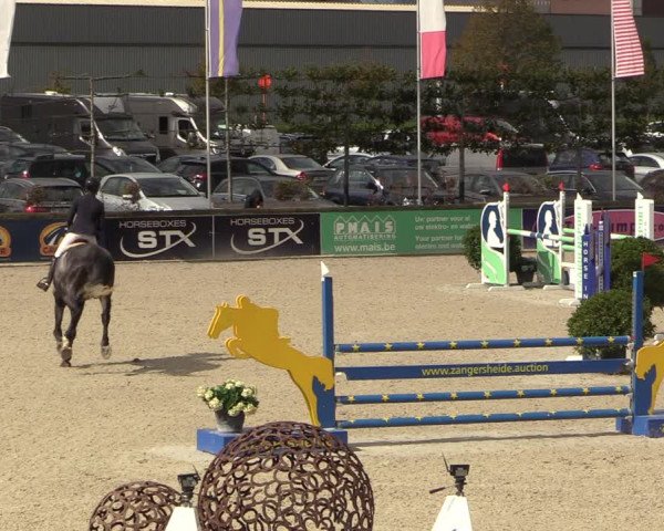Belgisch Kampioenschap 4-5 Jarigen Paarden
