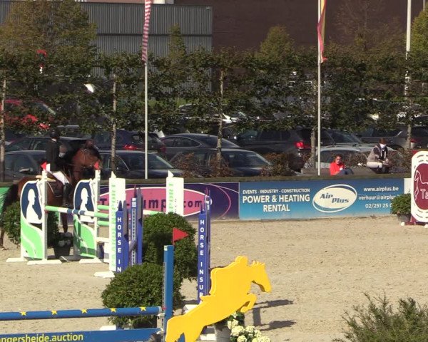Belgisch Kampioenschap 4-5 Jarigen Paarden
