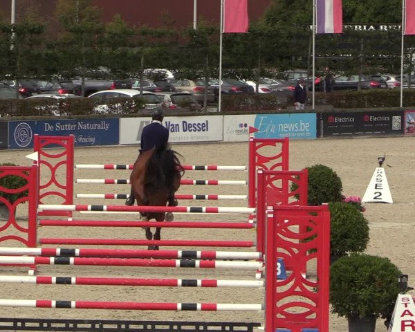 Belgisch Kampioenschap 4-5 Jarigen Paarden