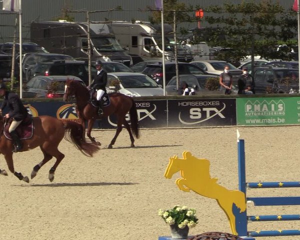 Belgisch Kampioenschap 4-5 Jarigen Paarden