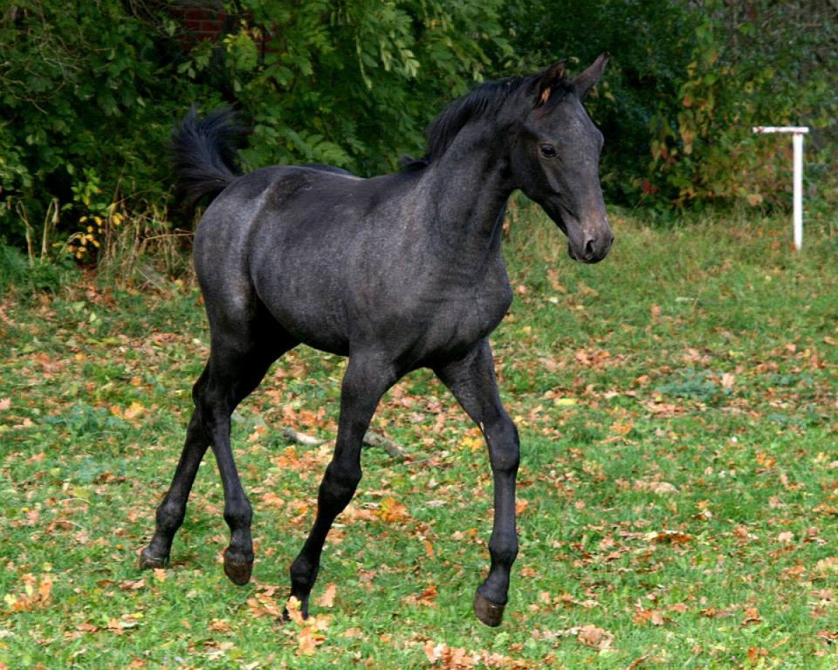 Springpferd Caruso Baldintäta (Mecklenburger, 2013, von Cerousi)