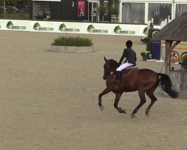 Belgisch Kampioenschap 4-5 Jarigen Paarden
