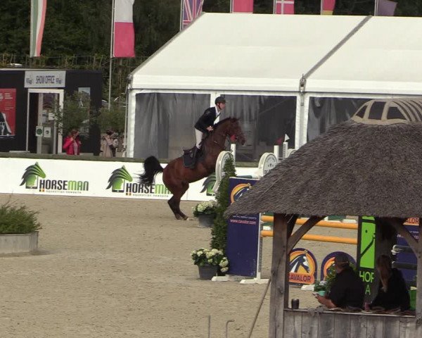 Belgisch Kampioenschap 4-5 Jarigen Paarden