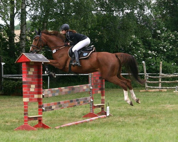 jumper Comtessa 117 (Mecklenburg, 2008, from Con la Mente)