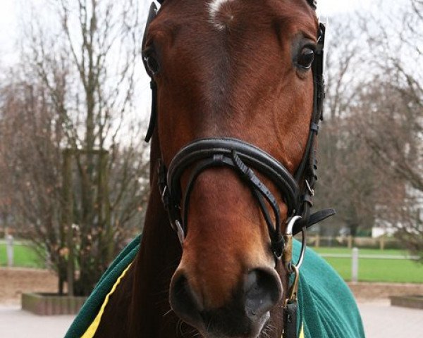 Springpferd Colano (Mecklenburger, 2009, von Capo Cassione)